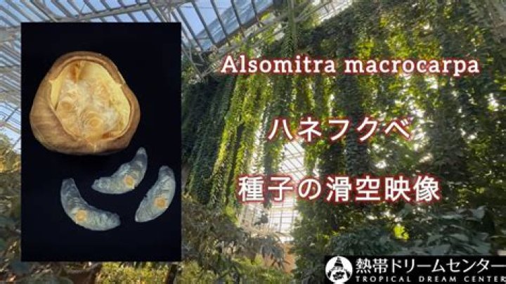Alsomitra Macrocarpa: Stunning Vines & Care Guide