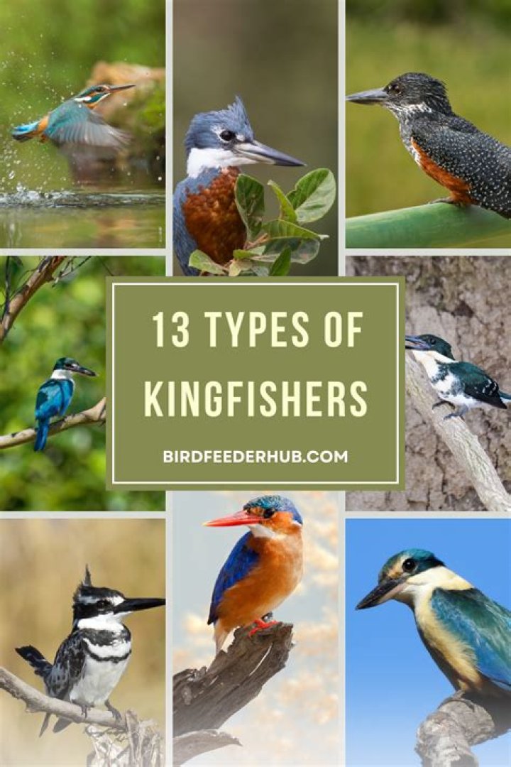 Amazing Kingfisher Types: Explore Diverse Species