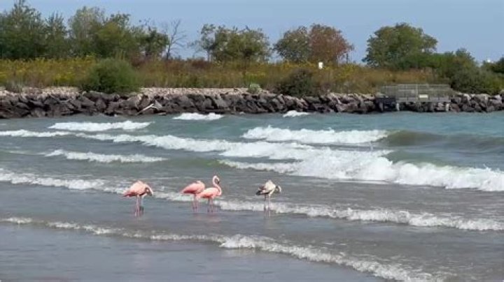 Discovering the Pink Flamingos of Port Washington, Wisconsin