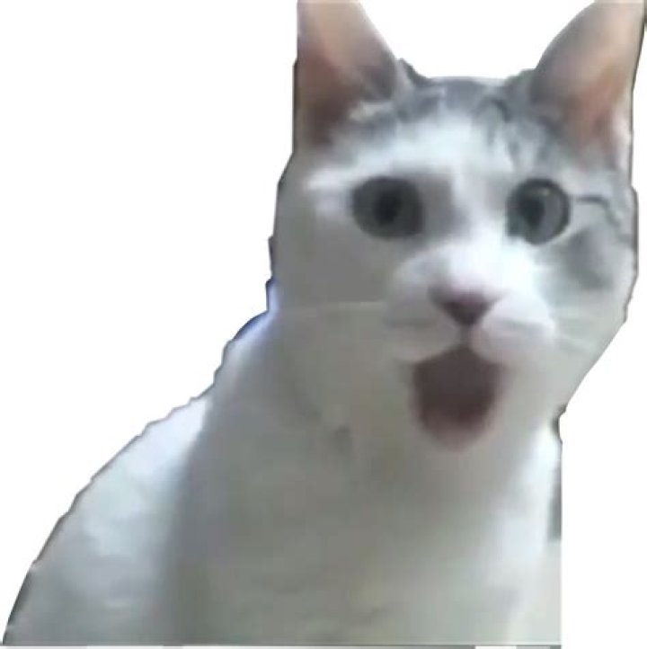 Surprised Cat Meme: The Internet's Favorite Feline Phenomenon